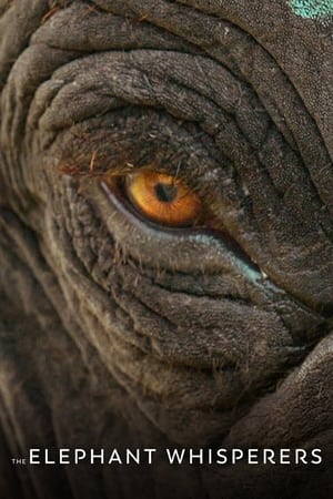 The Elephant Whisperers (2022) Hindi Dual Audio – HD Poster Download - Filmyzilla